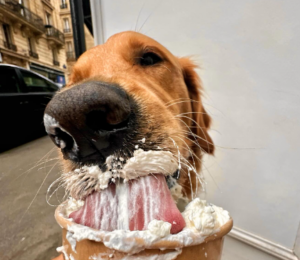 Leia mais sobre o artigo Com doces gourmet e petiscos, cafeterias para cães viram febre em Paris