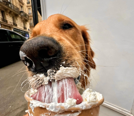 No momento, você está visualizando Com doces gourmet e petiscos, cafeterias para cães viram febre em Paris