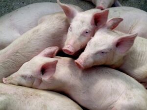 Leia mais sobre o artigo Dejeto suíno pode substituir fertilizantes fosfatados na agricultura