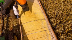 Leia mais sobre o artigo Mato Grosso lidera produção agropecuária do país com projeção de R$ 206 bilhões em 2026