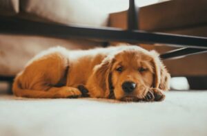 Leia mais sobre o artigo Onde o cachorro deve dormir no frio? Saiba qual o local ideal