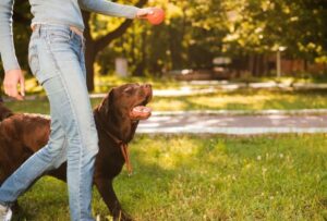 Leia mais sobre o artigo Seu cachorro te entende mais do que você imagina — e a ciência provou