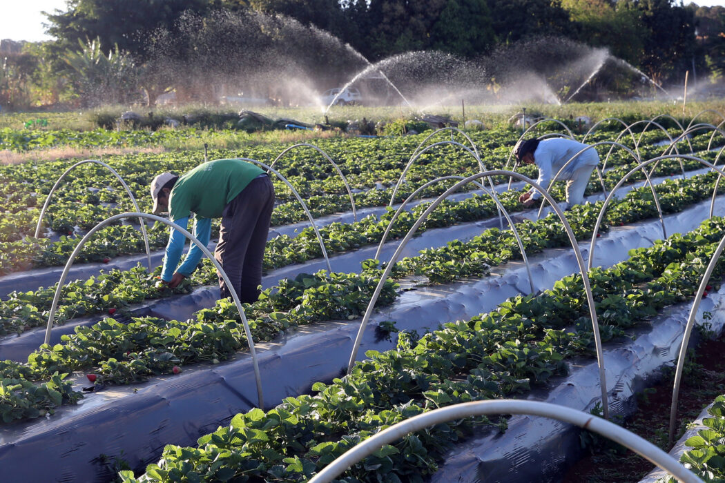 No momento, você está visualizando Plano Safra da Agricultura Familiar deve ser anunciado na terça-feira (30)