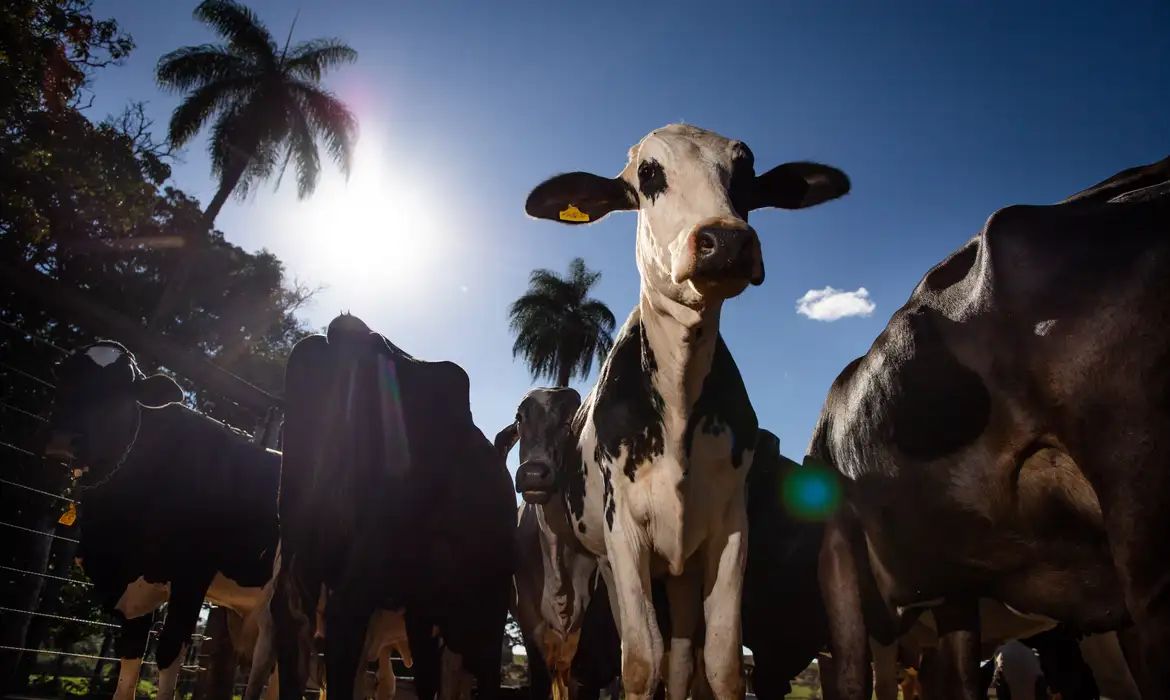 No momento, você está visualizando União Europeia oficializa veto à carne brasileira a partir de setembro