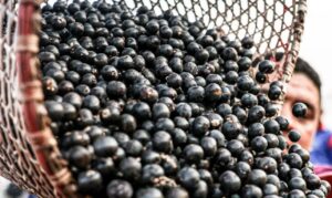 Leia mais sobre o artigo China facilita exportação de polpas e frutas congeladas brasileiras