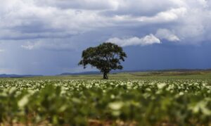 Leia mais sobre o artigo Crédito rural financiou R$ 92,4 bi em áreas com alertas ambientais