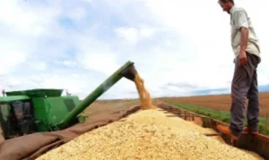 Leia mais sobre o artigo Demanda pela soja brasileira sustenta preços no mercado interno, aponta Cepea