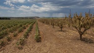 Leia mais sobre o artigo El Niño ameaça safra de grãos e preocupa agronegócio brasileiro