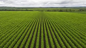 Leia mais sobre o artigo Conab registra vegetação acima da média histórica nas lavouras de inverno