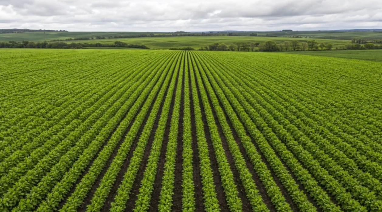 No momento, você está visualizando Conab registra vegetação acima da média histórica nas lavouras de inverno