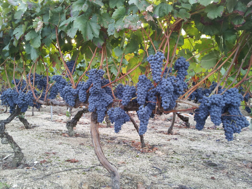 No momento, você está visualizando Brasil faz primeiros embarques de uvas com tarifa zero à União Europeia
