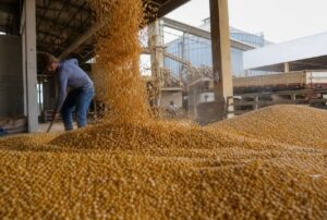 Leia mais sobre o artigo Clima favorece colheita e qualidade na safra 2025/26, confira