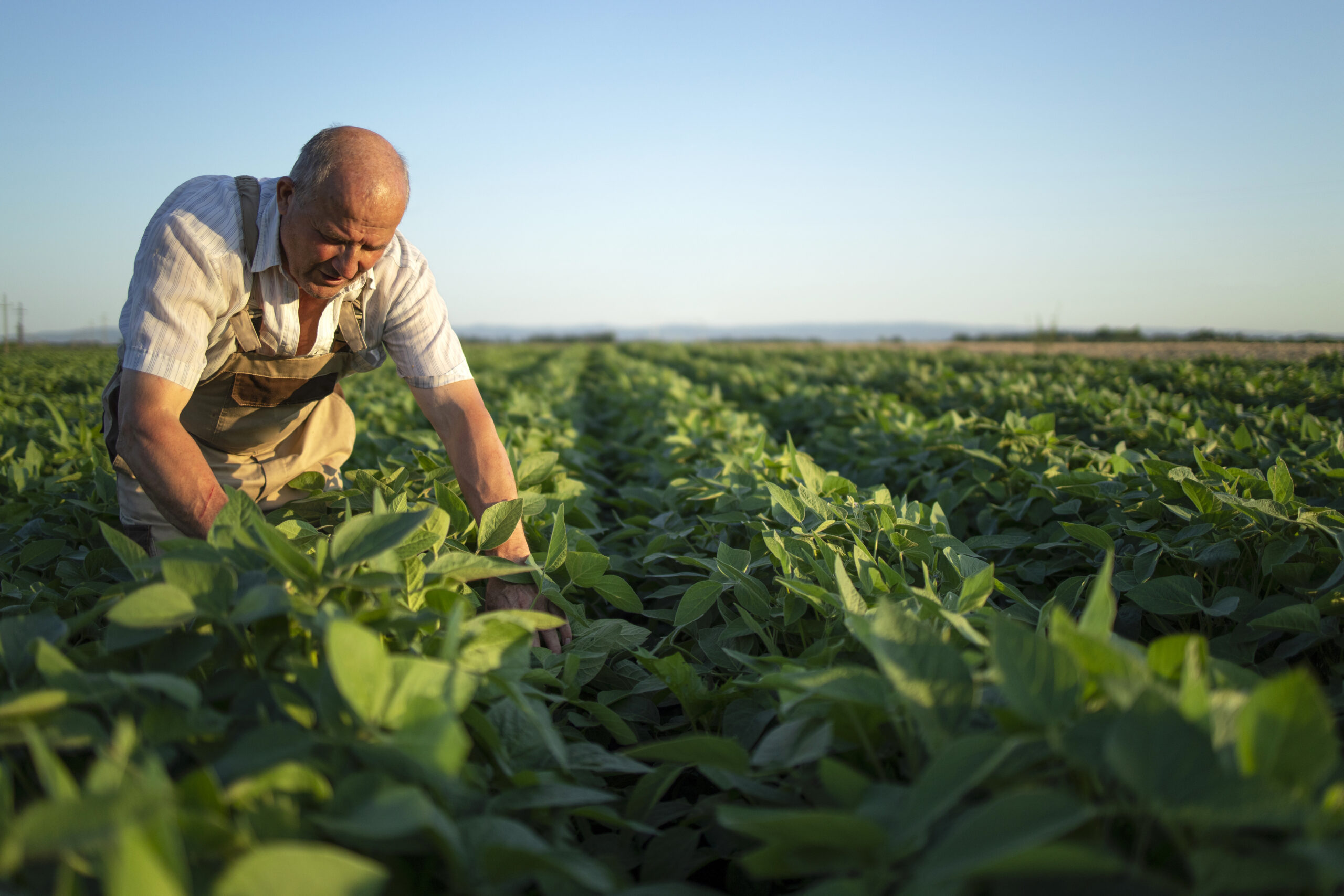 No momento, você está visualizando Setor do Agronegócio cresce 2,8% no 2º trimestre, acima do ritmo do PIB brasileiro