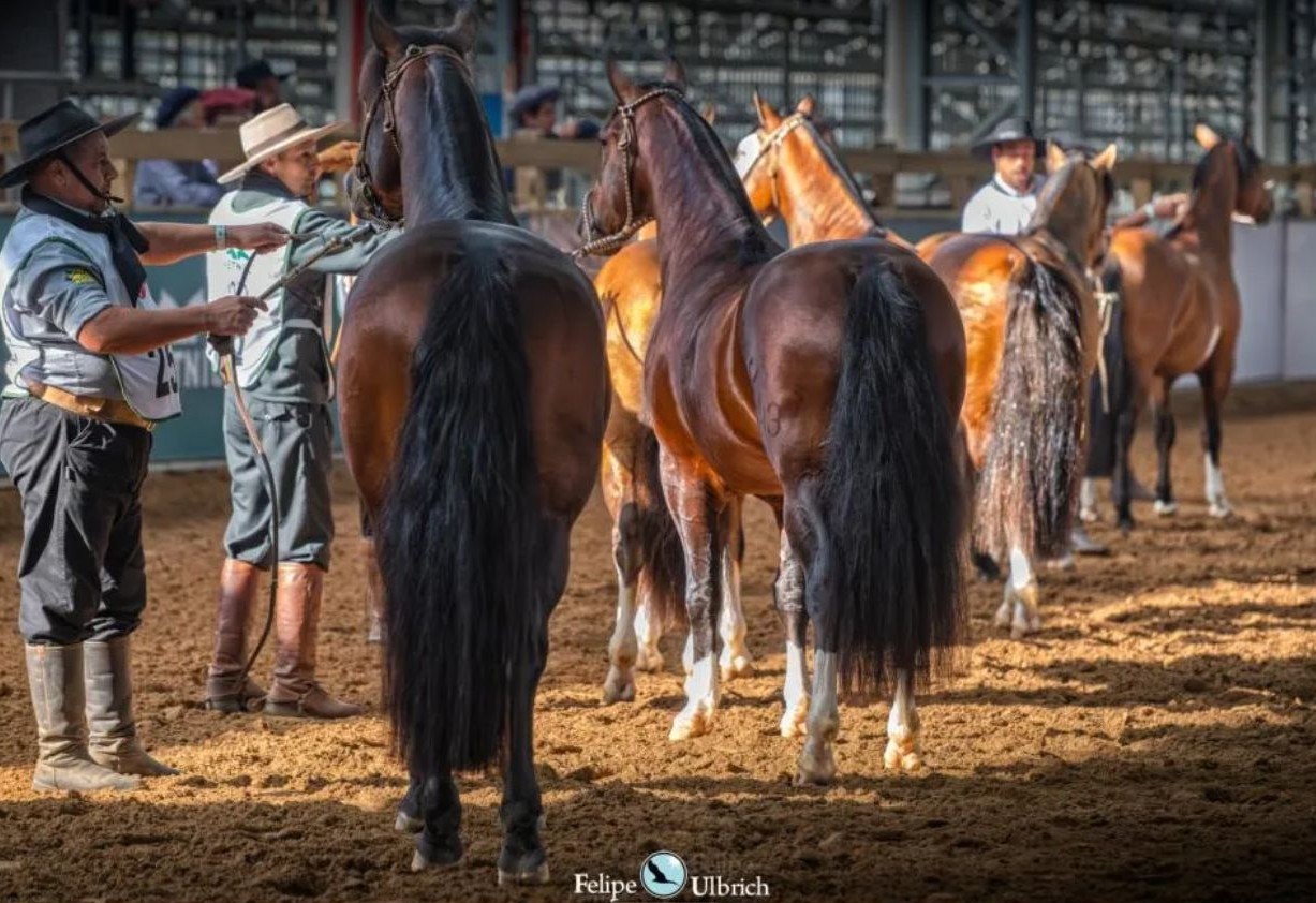 No momento, você está visualizando Cavalo Crioulo é destaque na Agenda de Leilões da Expointer