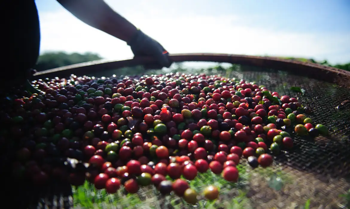 No momento, você está visualizando Exportação de café bate recorde histórico para agosto