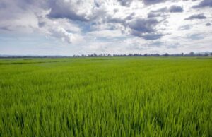 Leia mais sobre o artigo Google vai usar plantações de arroz no Brasil para combater mudanças climáticas