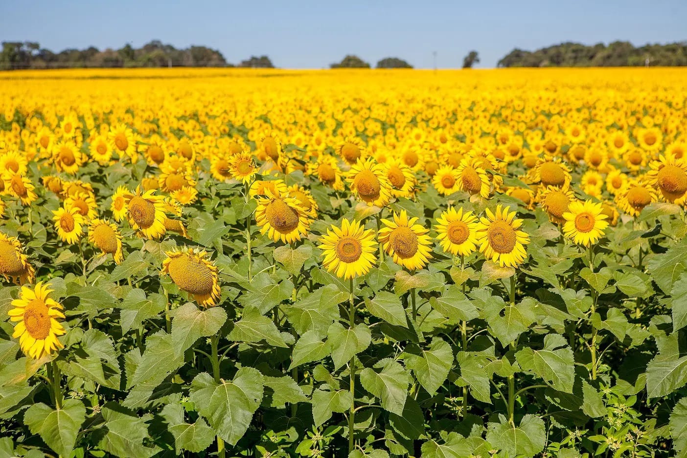 No momento, você está visualizando Primavera começou nesta semana com forte influência do El Niño
