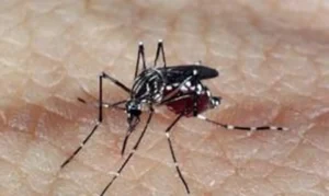 Leia mais sobre o artigo AEDES AEGYPTI: quase metade dos municípios está em alerta ou risco