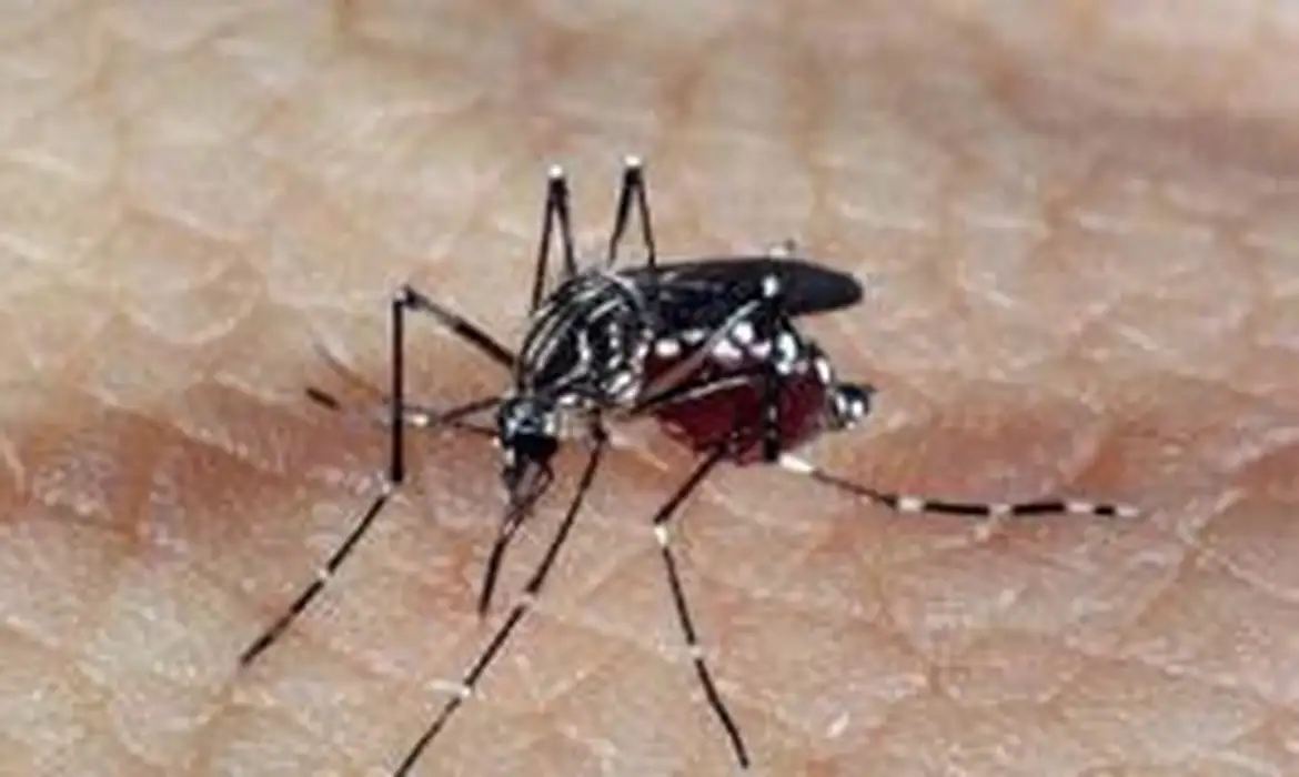 No momento, você está visualizando AEDES AEGYPTI: quase metade dos municípios está em alerta ou risco