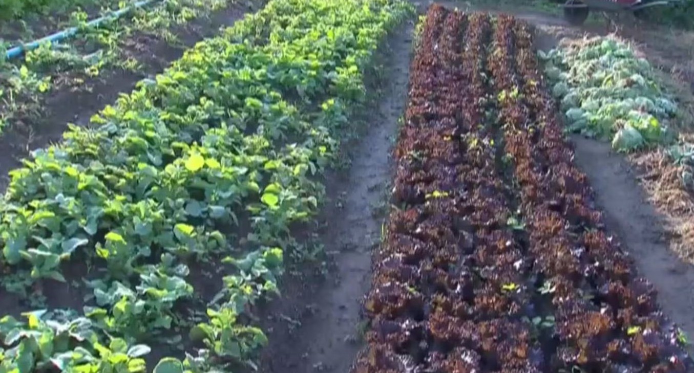 No momento, você está visualizando Embrapa firma parceria com a China para levar inteligência artificial à agricultura familiar