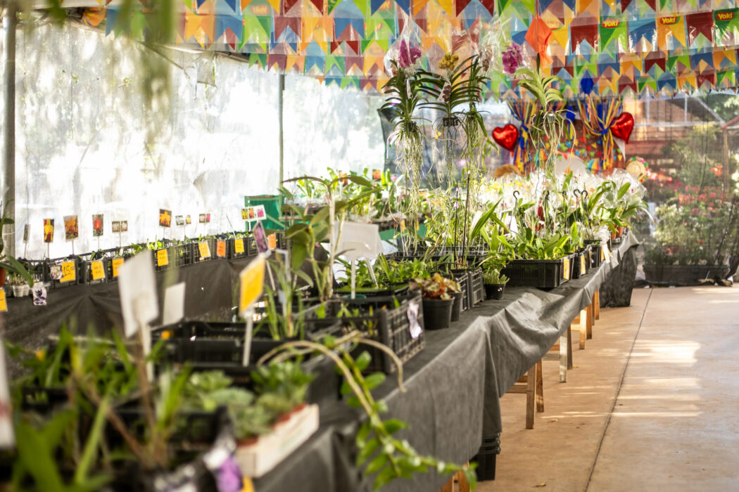 No momento, você está visualizando Festival de Orquídeas e Rosas do Deserto começa em Cuiabá nesta quinta (15)