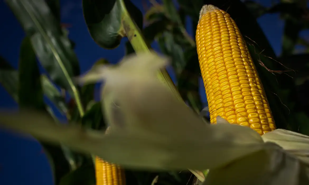 No momento, você está visualizando Mato Grosso lidera produção de etanol de milho no Brasil e concentra 60,72% do volume nacional