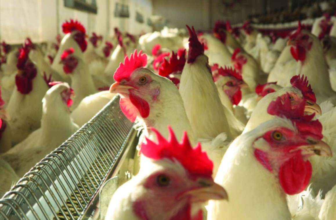 No momento, você está visualizando Mato Grosso registra maior volume de exportação de frango em 9 anos, aponta Imea