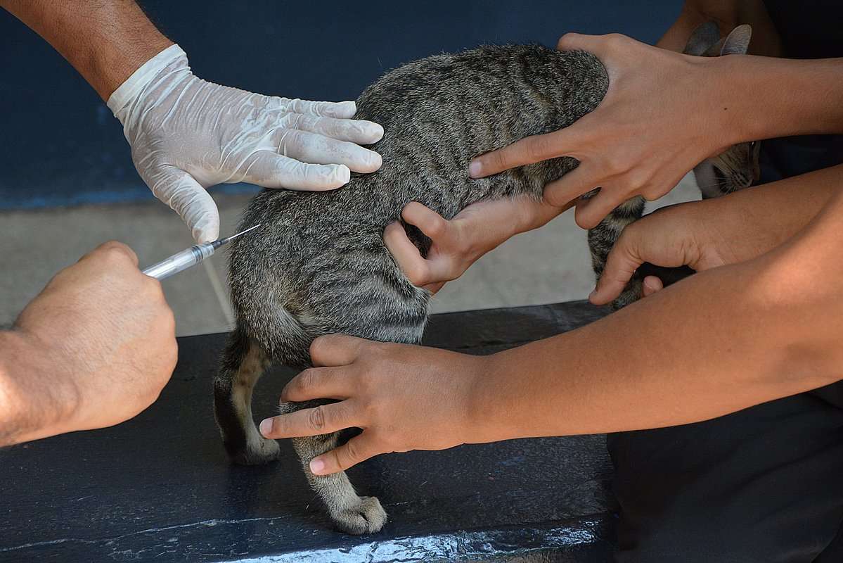 No momento, você está visualizando Várzea Grande terá 20 pontos de vacinação antirrábica no sábado (17)
