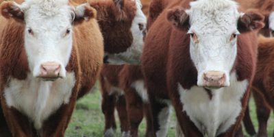 Abate de bovinos, frango e suínos foi recorde no Brasil em 2025