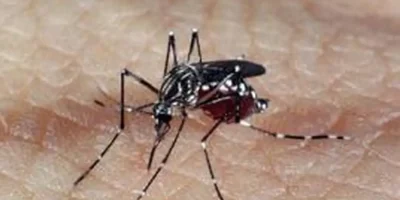 Aedes aegypti: metade dos municípios está em alerta ou risco