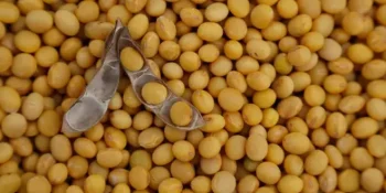 Agro brasileiro bate recorde e exporta US$ 16,6 bi em abril