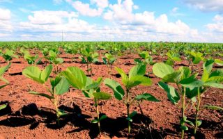 Arrecadação do Fethab Soja aumenta 4.300%, saiba mais!