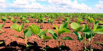 Arrecadação do Fethab Soja aumenta 4.300%, saiba mais!