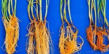 Bactérias em sementes de trigo abrem caminho novo bioinsumo