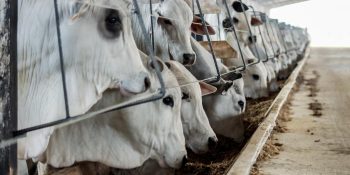 Brasil ultrapassa EUA como maior produtor de carne bovina