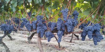 Brasil embarca uvas com tarifa zero à União Europeia