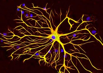 Cientistas descobrem a proteína que desliga o envelhecimento