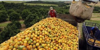citricultura-brasileira-fortalece-geracao-empregos