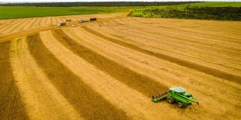 Conab aponta soja em 99,8% área colhida e milho safrinha em 3%