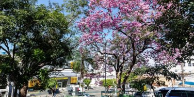 Cuiabá lança guia para solicitar poda e remoção de árvores