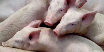 Dejeto suíno pode substituir fertilizantes fosfatados na agricultura
