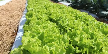 Embrapa inaugura Unidade Pesquisa e Inovação em Mato Grosso