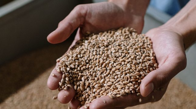 estimativa-producao-graos-aponta-crescimento