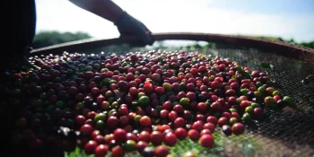 Exportação de café bate recorde histórico para agosto
