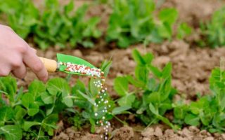 Fertilizantes de baixo carbono ganham competitividade no Brasil