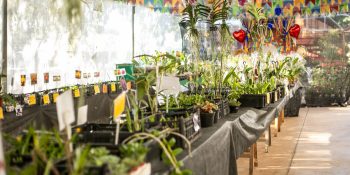 Festival de Orquídeas e Rosas do Deserto começa em Cuiabá