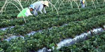 Finep anuncia parceria de R$ 74,9 milhões para agricultura familiar