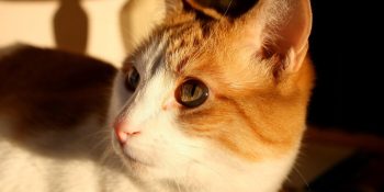 Gatos estão ajudando a desvendar a genética do câncer