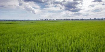 google-aposta-projeto-carbono-sul-brasil