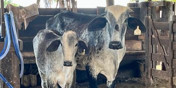 Mato Grosso fecha 2025 com 31,6 milhões de bovinos, diz Indea